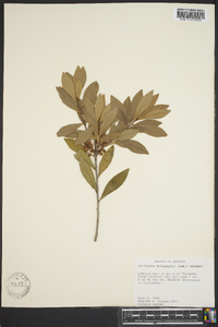 Cliftonia monophylla image