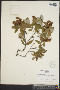 Cliftonia monophylla image