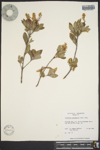 Cliftonia monophylla image