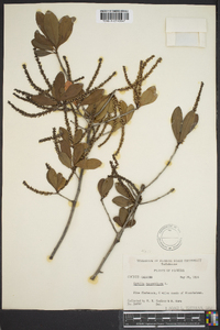 Cyrilla racemiflora image