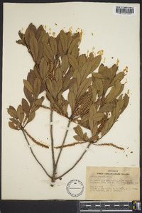 Cyrilla racemiflora image