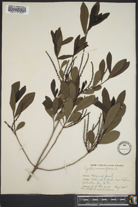 Cyrilla racemiflora image