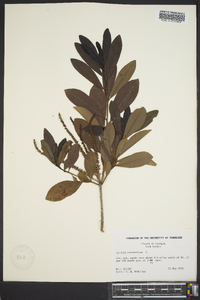 Cyrilla racemiflora image