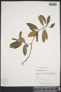 Cyrilla racemiflora image