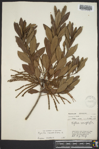 Cyrilla racemiflora image