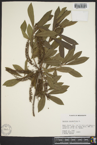 Cyrilla racemiflora image
