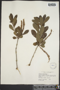 Cyrilla racemiflora image