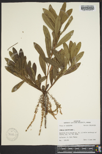 Cyrilla racemiflora image