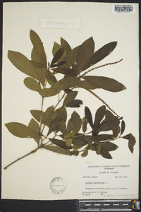 Cyrilla racemiflora image