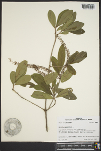 Cyrilla racemiflora image