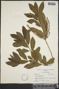 Cyrilla racemiflora image