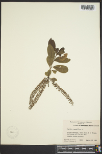 Cyrilla racemiflora image