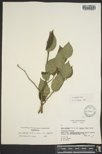 Ilex ambigua var. ambigua image