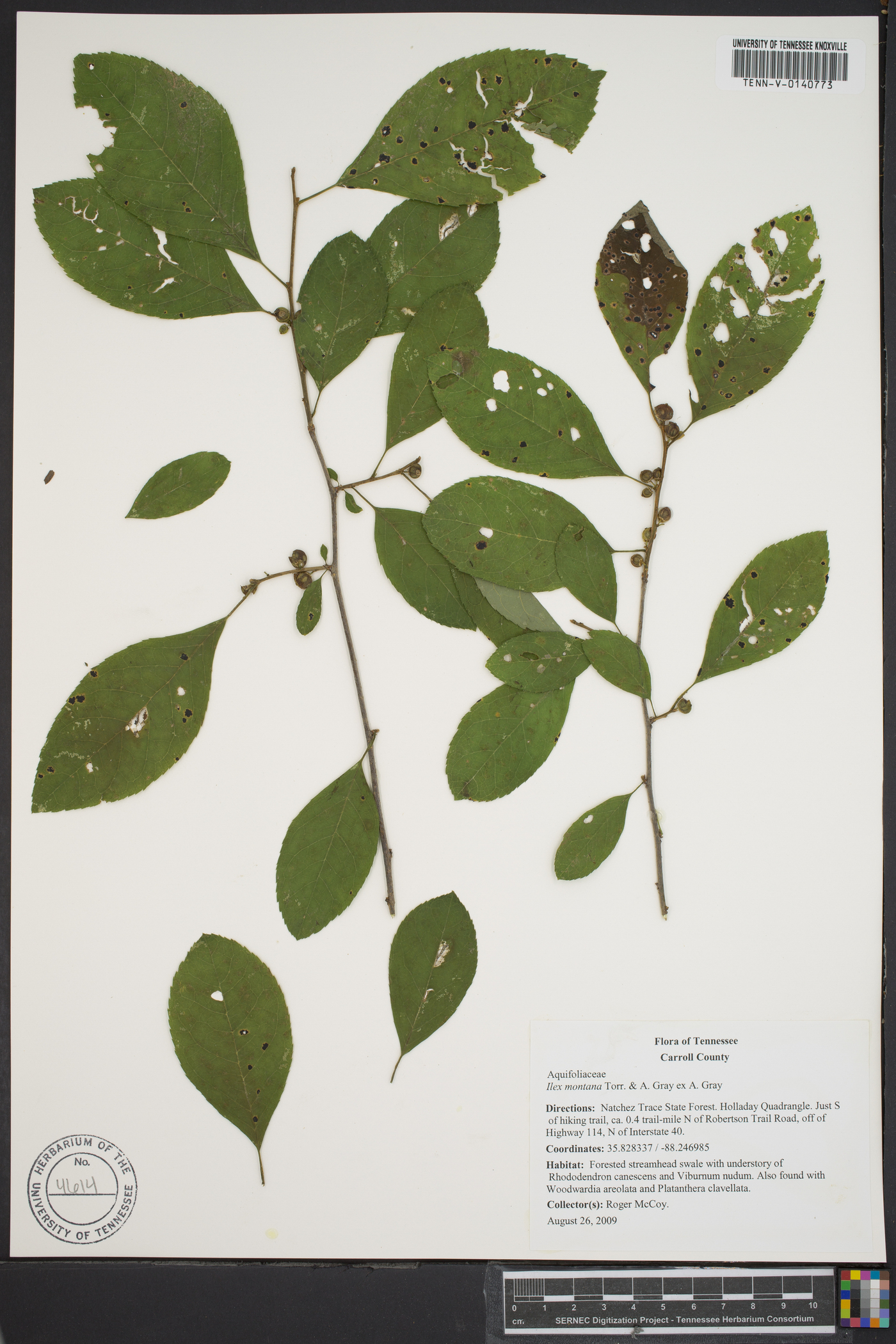 Ilex ambigua var. ambigua image