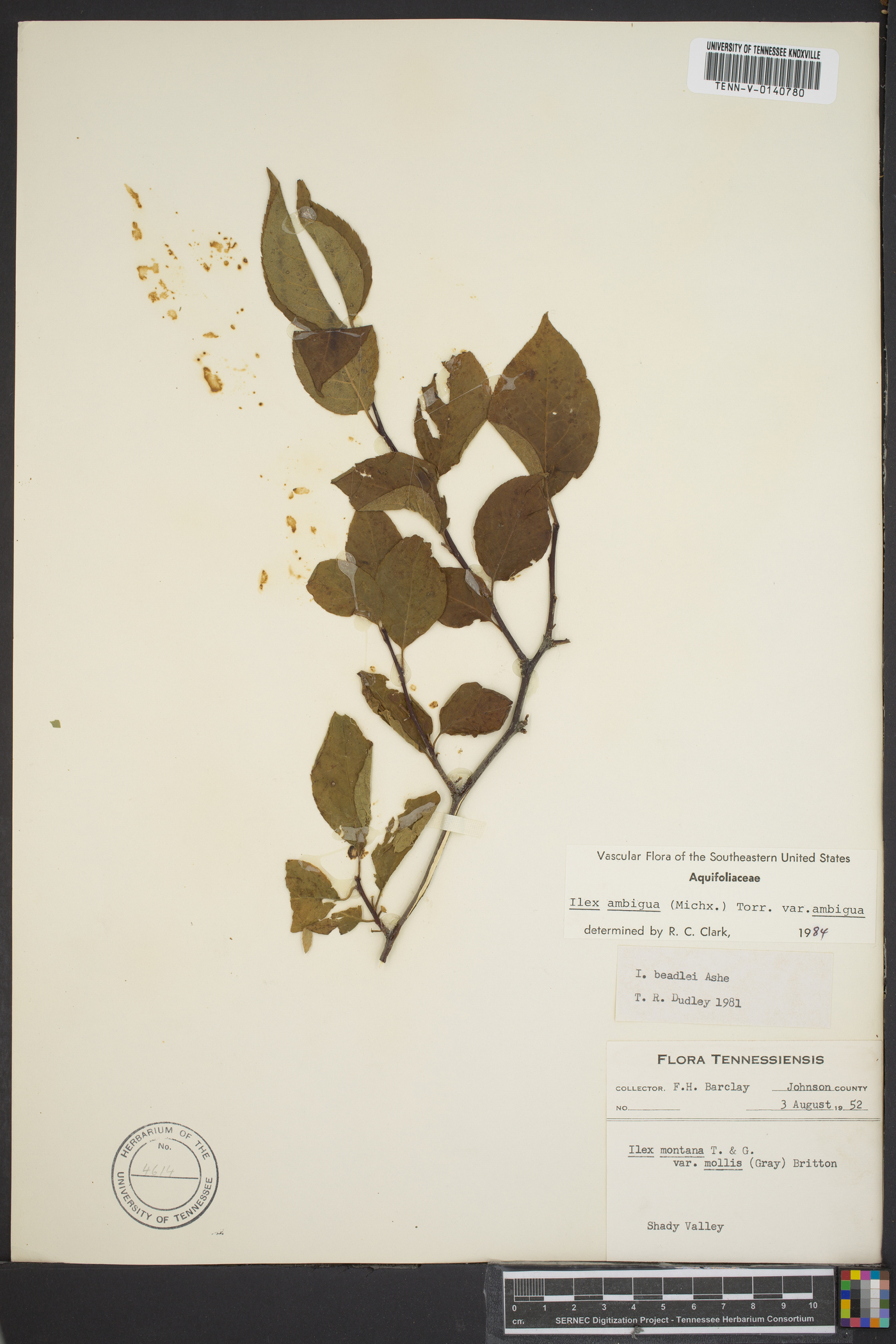 Ilex ambigua var. ambigua image