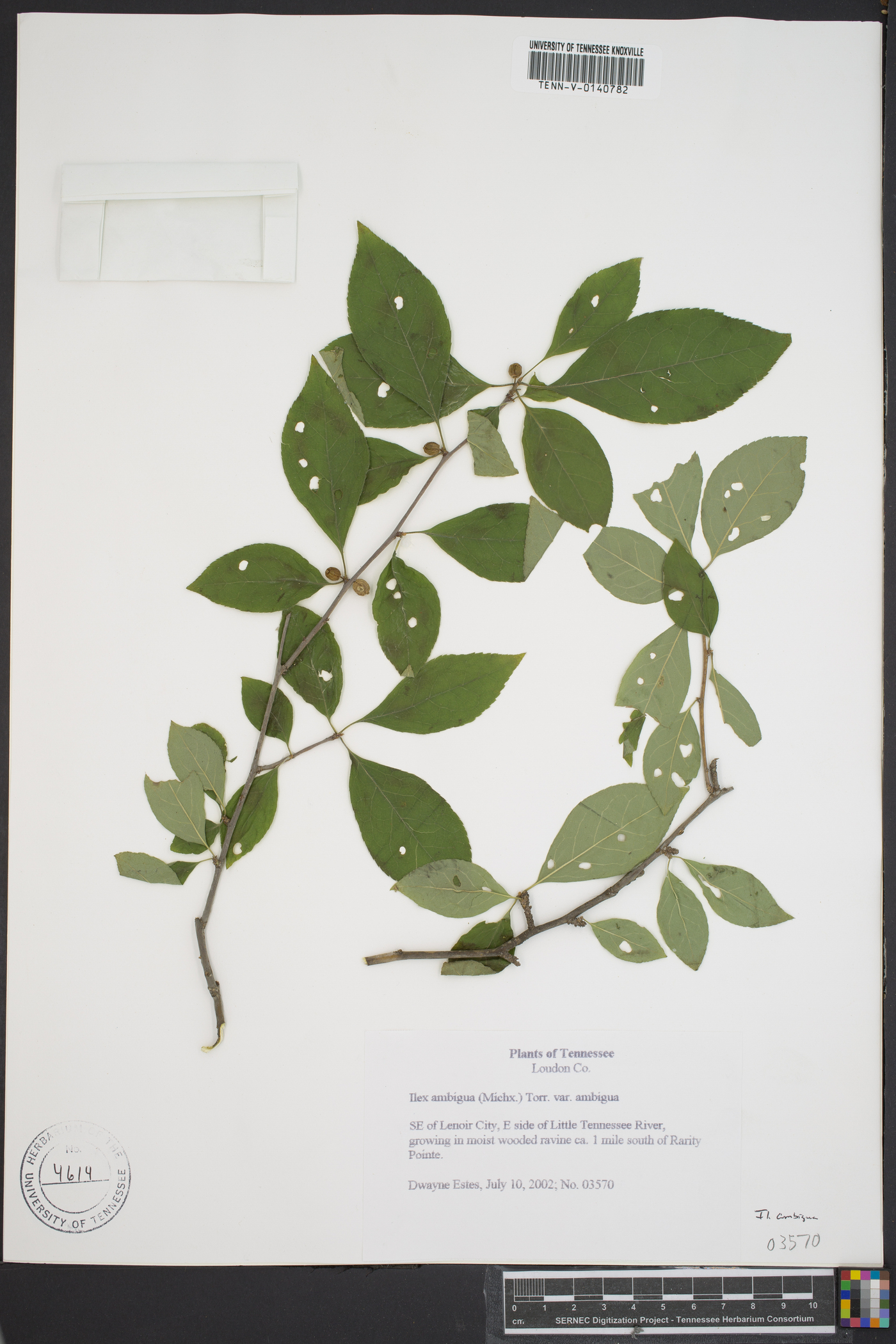 Ilex ambigua image