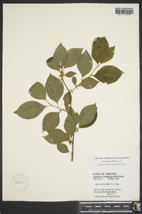 Ilex ambigua var. ambigua image