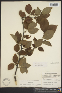 Ilex ambigua image