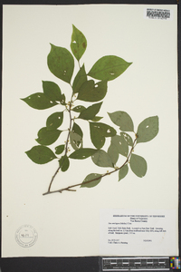 Ilex ambigua image