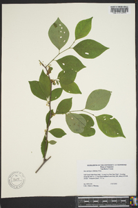 Ilex ambigua image