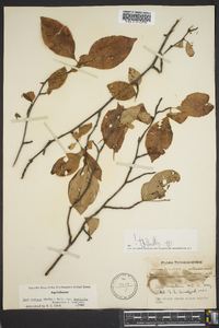 Ilex ambigua image