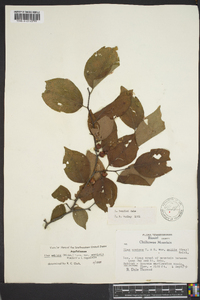 Ilex ambigua image