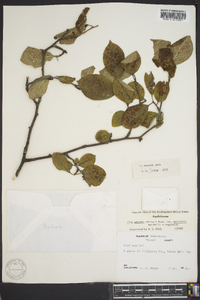 Ilex ambigua image