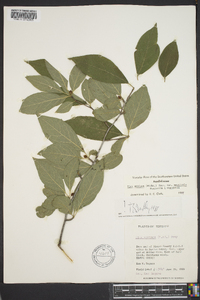 Ilex ambigua image