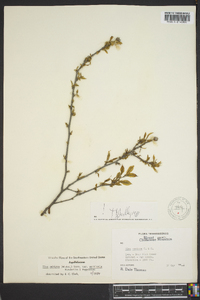 Ilex ambigua image