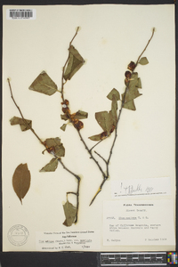 Ilex ambigua image