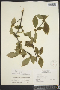 Ilex ambigua image