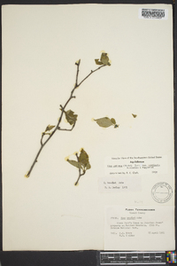 Ilex ambigua image