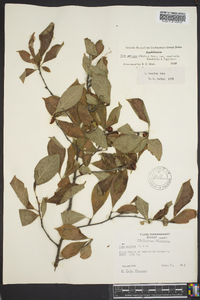 Ilex ambigua image