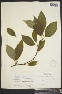 Ilex ambigua image