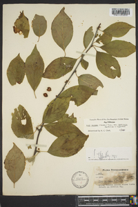 Ilex ambigua var. monticola image