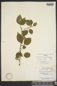 Ilex ambigua image