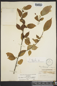 Ilex ambigua image