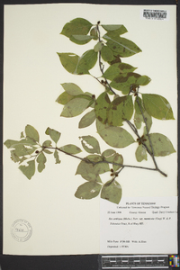 Ilex ambigua image