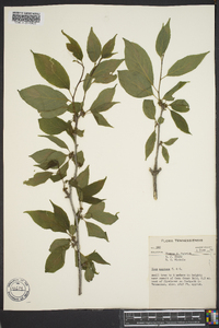 Ilex ambigua image