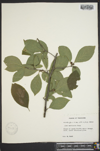 Ilex ambigua image