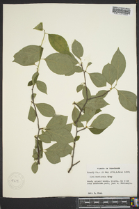 Ilex ambigua image