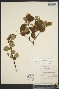 Ilex ambigua image