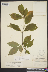 Ilex ambigua image