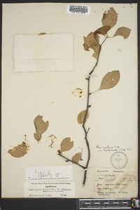 Ilex ambigua image