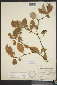 Ilex ambigua image