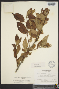 Ilex ambigua image