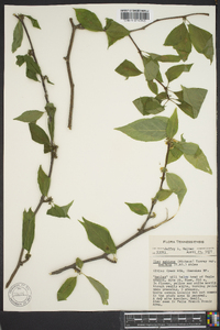 Ilex ambigua image