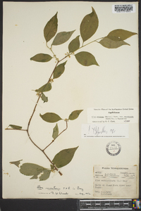 Ilex ambigua image