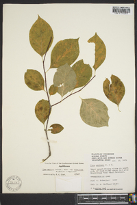 Ilex ambigua image