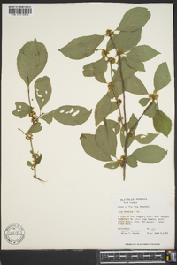 Ilex ambigua image